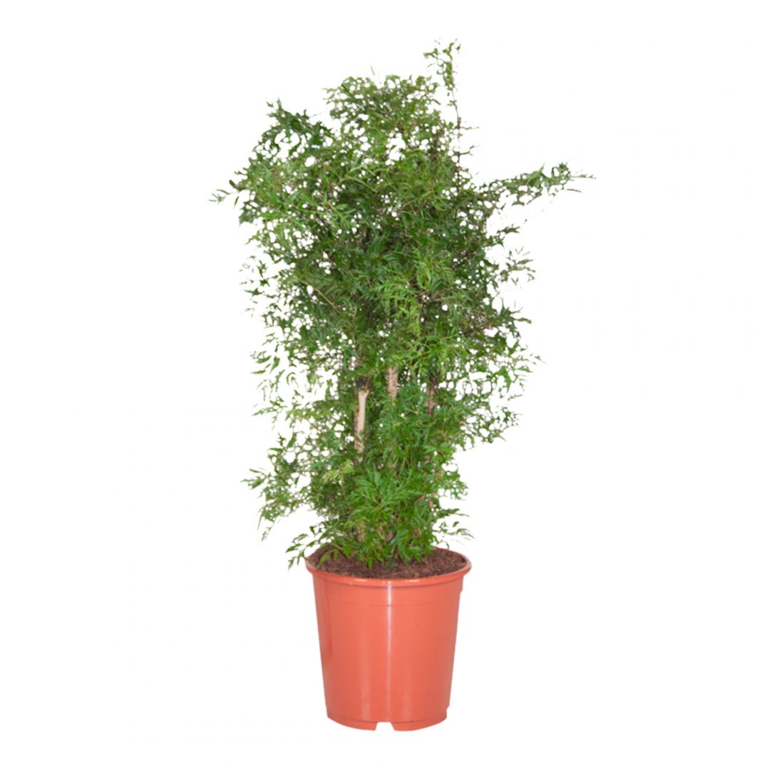 flora_5ef36abfdffc2