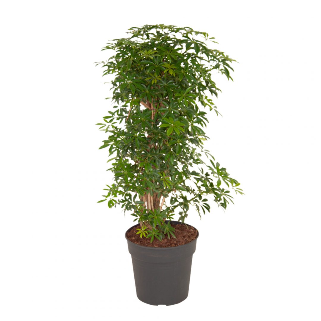flora_5ef36ac0da72a